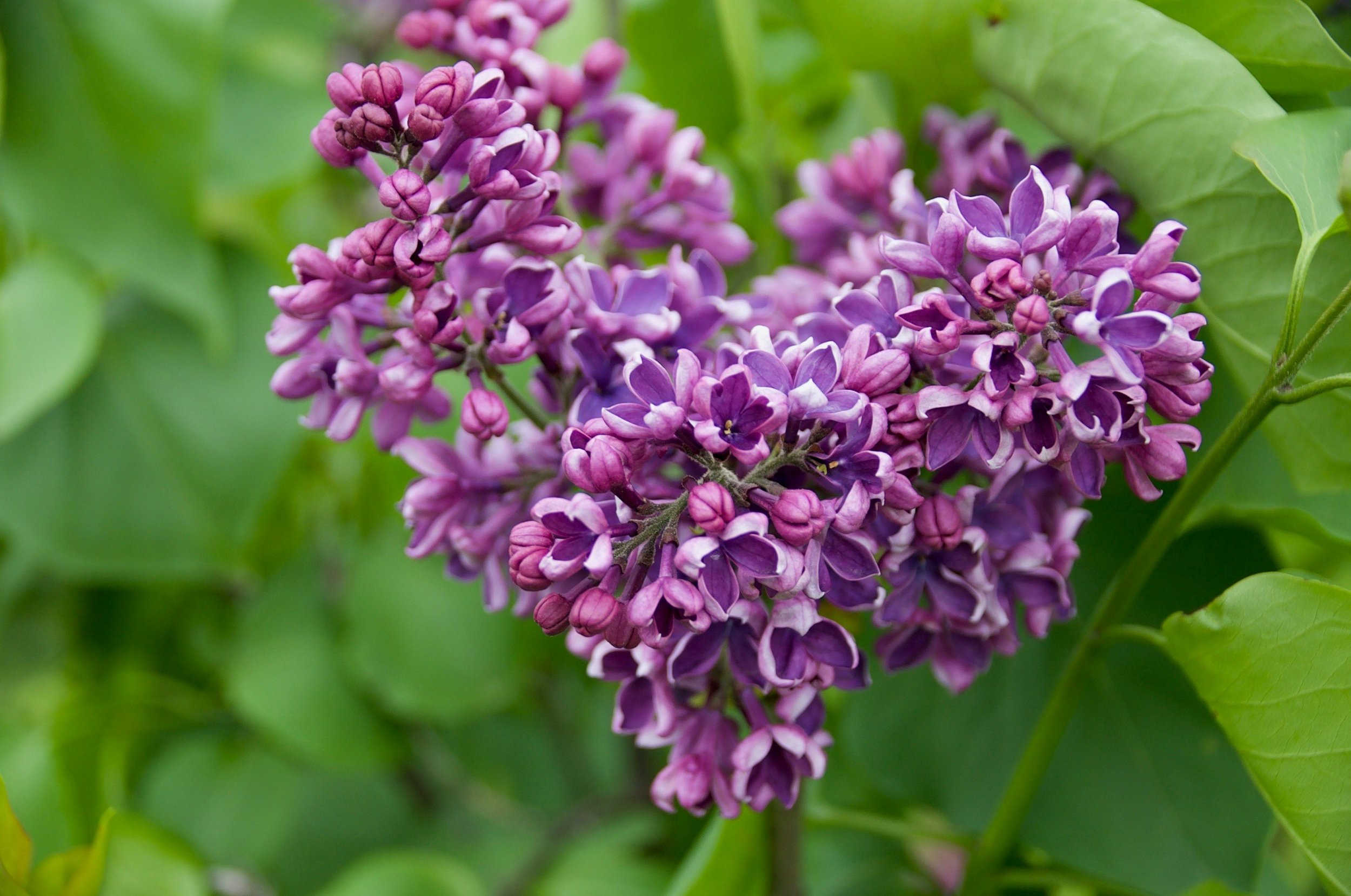 Naturally Balancing Blood Pressure and Cholesterol for a Vibrant Life!