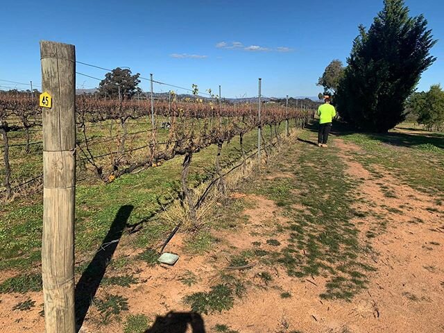 GNNS survey at the picturesque McKellar Ridge Wines Murrumbateman 😎🍷 #4dsurveying #4dsurvey #surveying #surveyor #surveylife