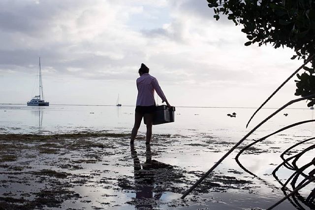 An evening in Moorea with @gschwiety collecting new born sharks from shallow nursery waters. 
Gail joined us for part of her PhD research after receiving the prestigious Thomas Watson Fellowship, which allowed her to spend a year traveling the world 