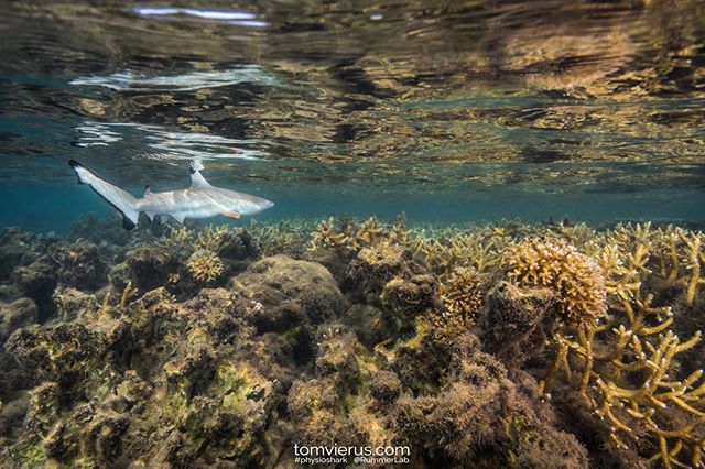 We are excited that this study is published today in Nature&rsquo;s journal - Scieintific Reports - lead author @ornellaceline - PhD student of the CRIOBE and part of @physioshark - says that although Moorea (French Polynesia) sharks were born larger