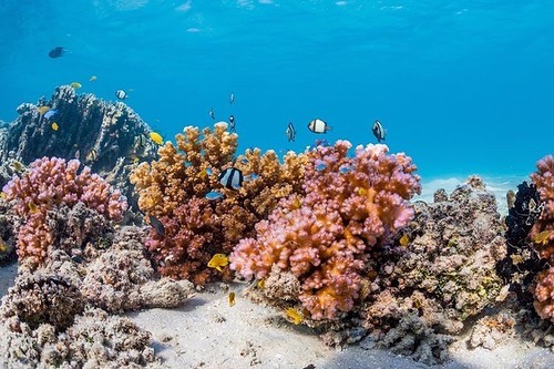 &ldquo;Healthy reefs need healthy predators, and healthy predators need healthy reefs.&rdquo; .
.
Please join us in welcoming the 📸 📸behind these gorgeous healthy reefscapes to team @physioshark 2019-2020 - the one and only @victorhuertas_photo !!!