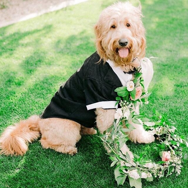 Promoted from &ldquo;good boy&rdquo; to &ldquo;best man&rdquo; 🐶 Who&rsquo;s having their dog in their wedding?
⠀
Photog: @elysehallphotography
Planning: @revelweddingcompany
Venue: @arizonabiltmore
Florals: @flowerstudio
Featured: @weddingwire