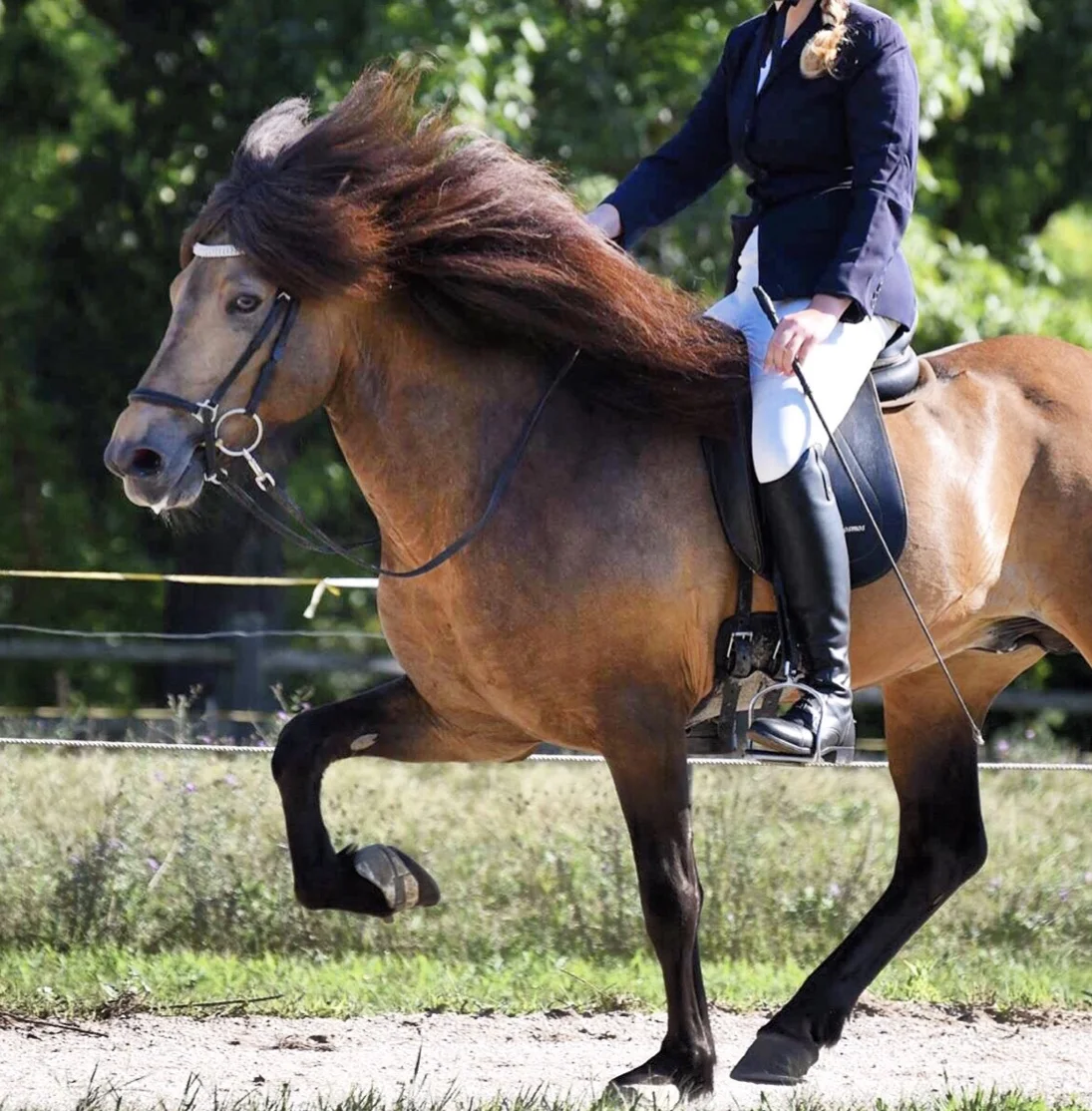 Horse Tack — Lettleiki Icelandics