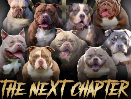 Brisbane Bullies ABKC Event