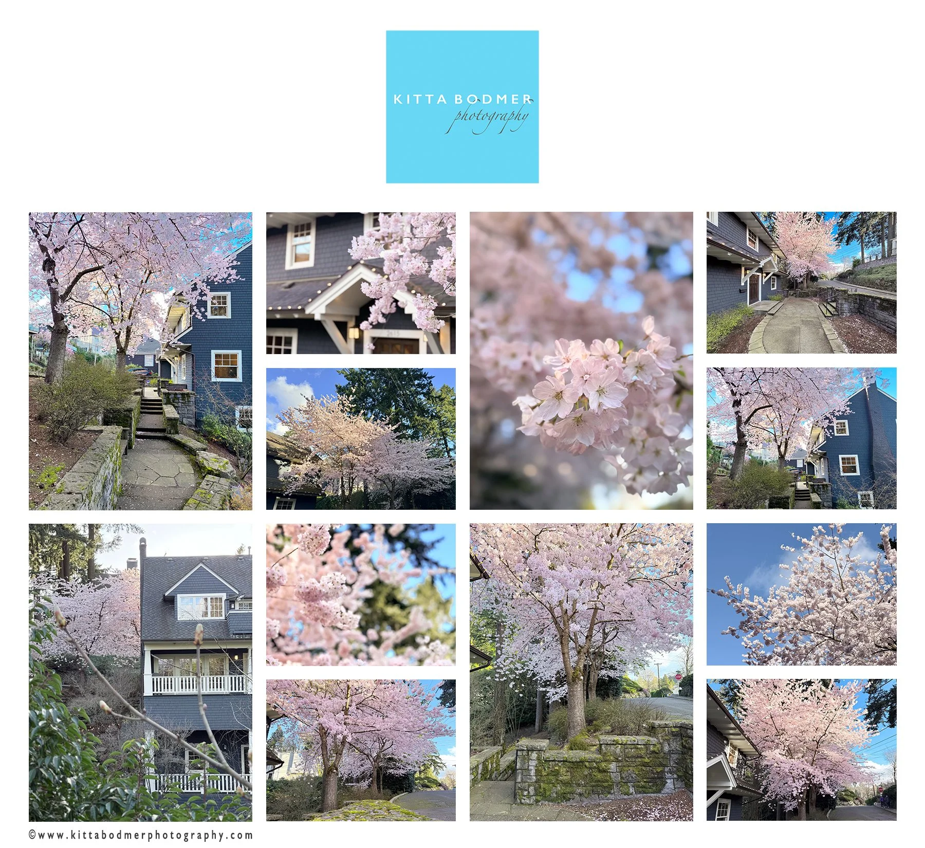 Kitta Bodmer Photography Studio March Cherry Blossom.jpg