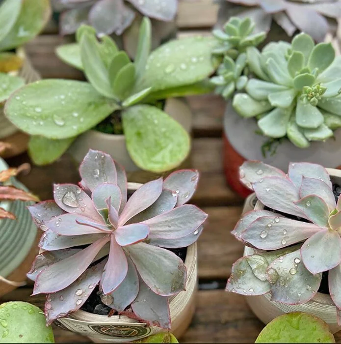 Around Town Nurseries and Florists in the Hudson Valley — NIID