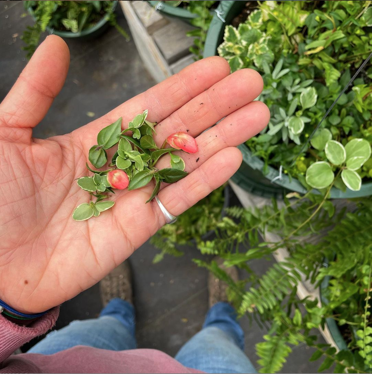 Around Town Nurseries and Florists in the Hudson Valley — NIID
