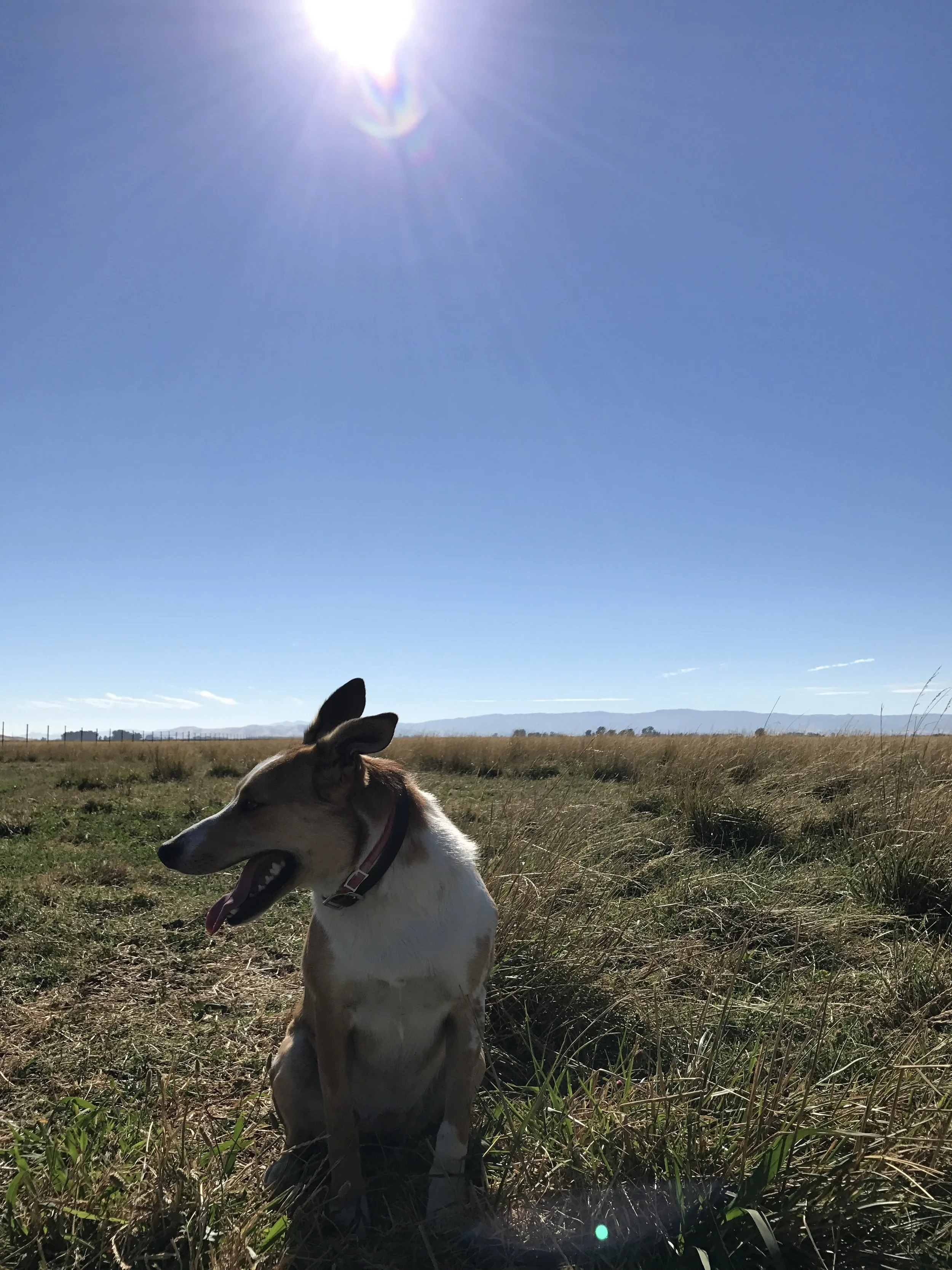 emigh sacramento ca on About Emigh Lamb