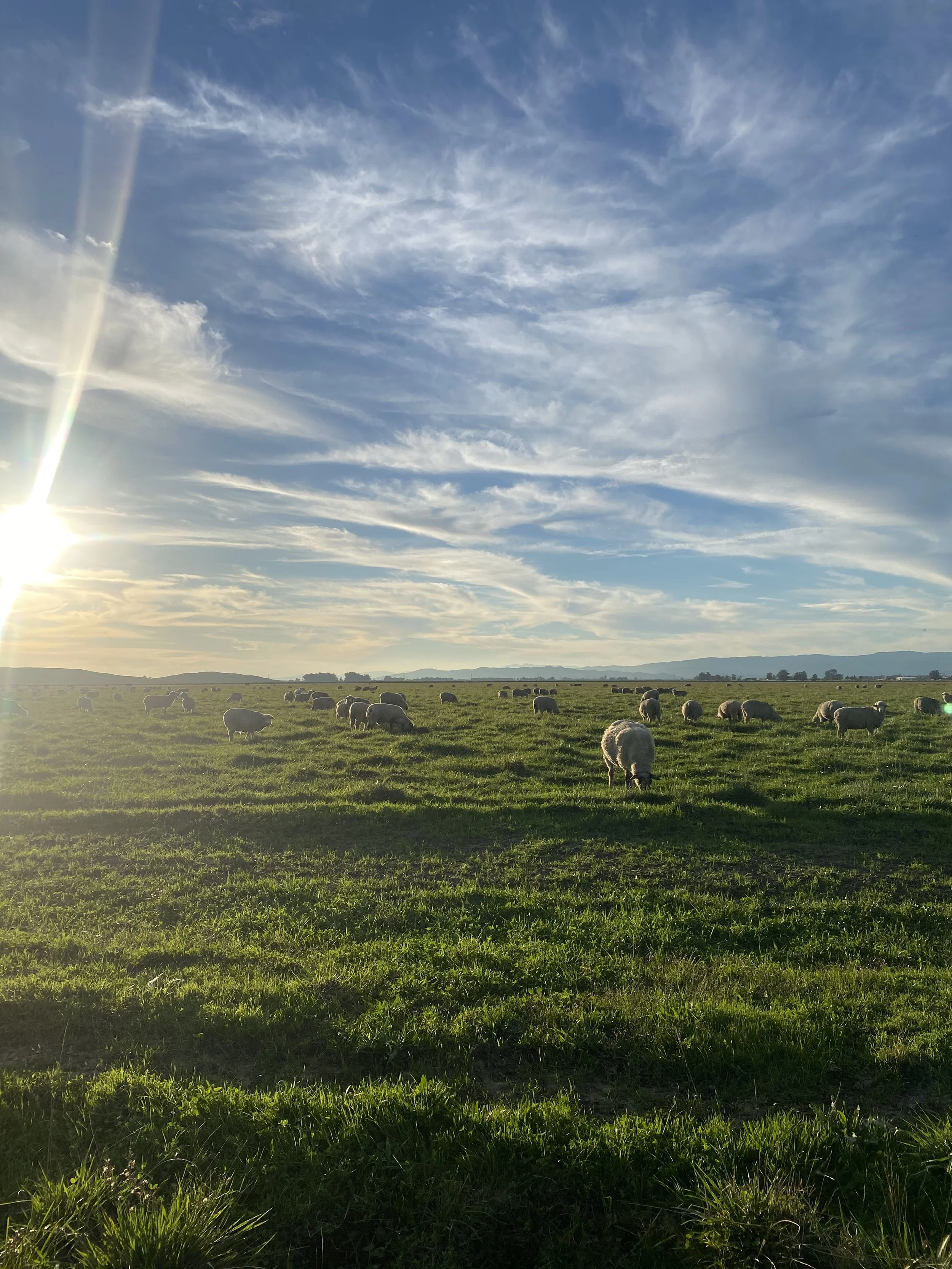 Emigh Lamb Ranch Video