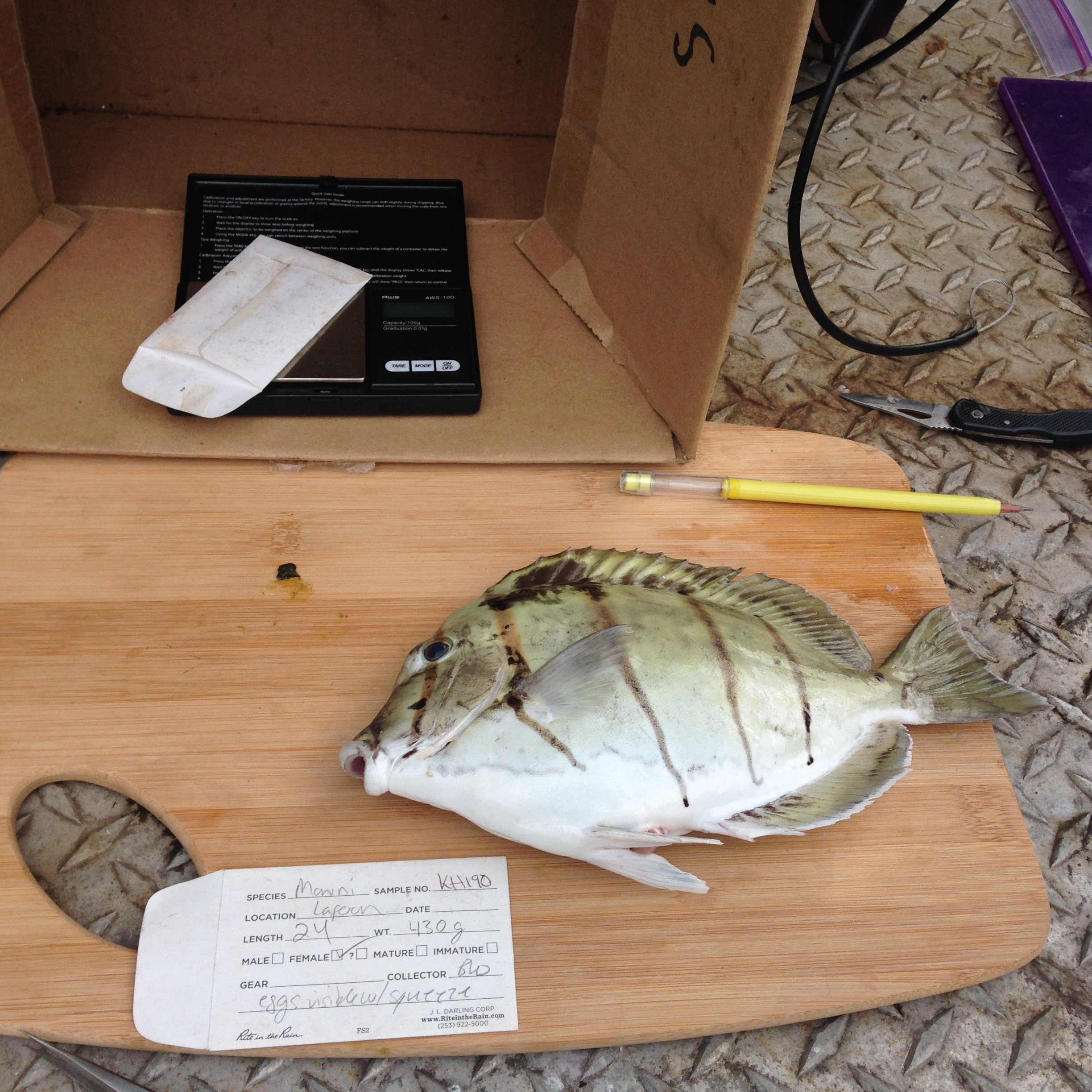 Manini Spawning_Schemmel.png