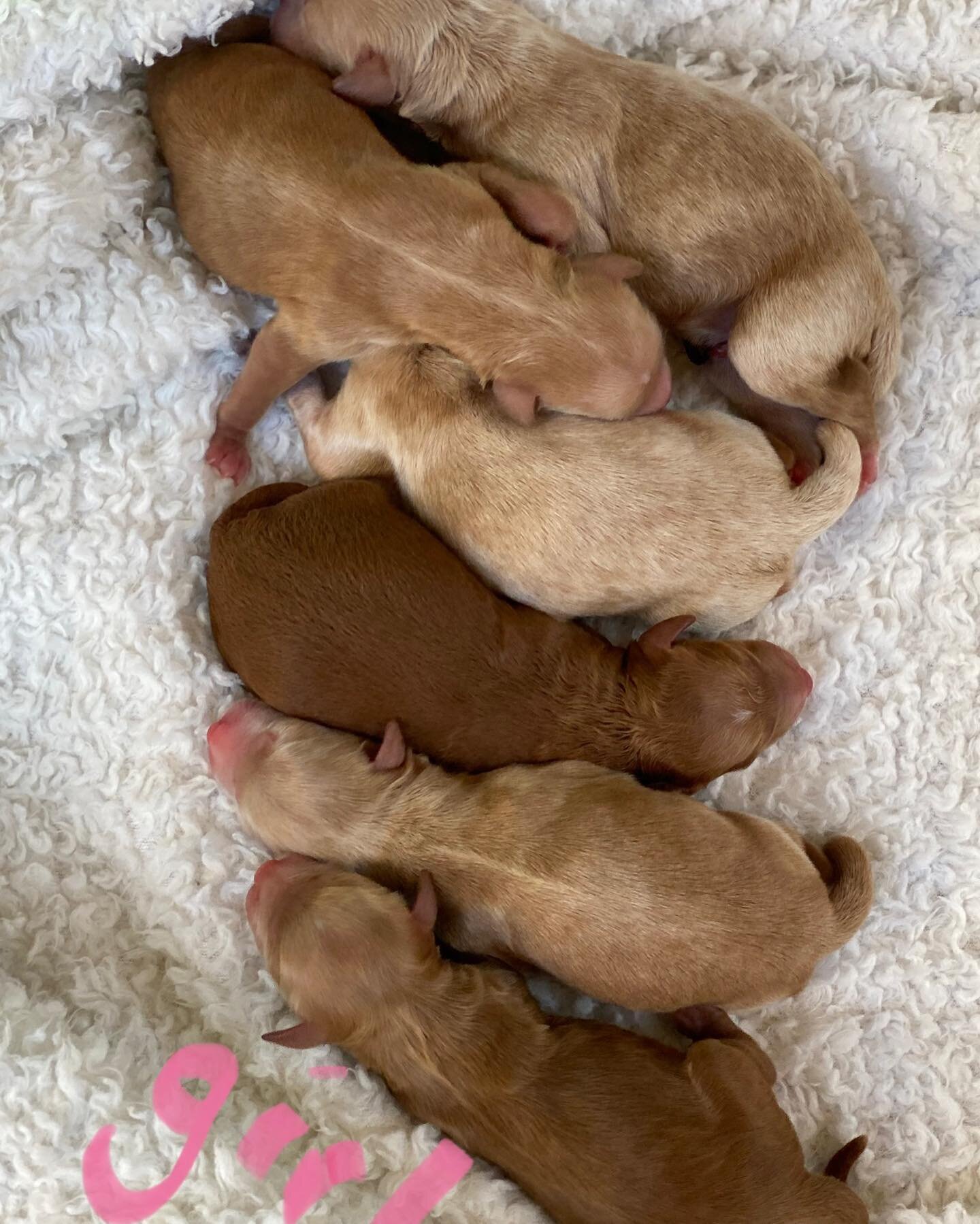 Maybelline and Milo&rsquo;s minis! ALL ARE RESERVED at this time.  We have 💙💙💙💙💙💖! #minigoldendoodle #minigoldendoodlepuppy #jessiesdoodles