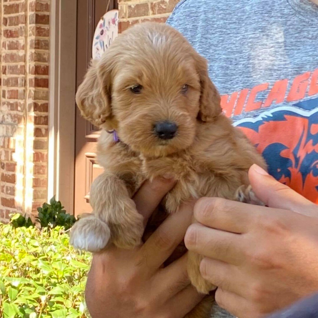 2nd pick goes to purple collar female, Lily 
Milo and Jolie&rsquo;s litter