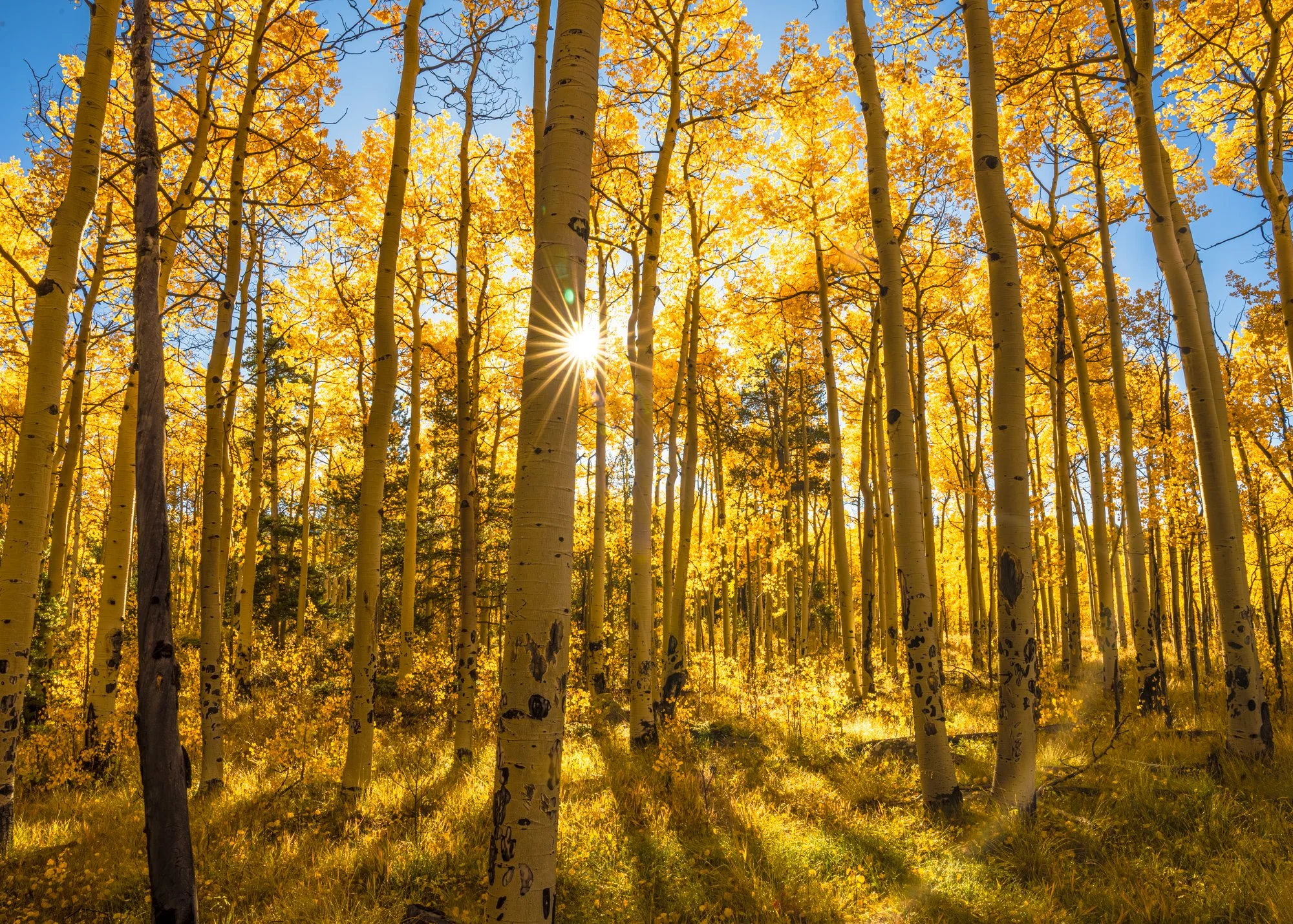 Kenosha Pass Fall Foliage (43 of 64).jpg