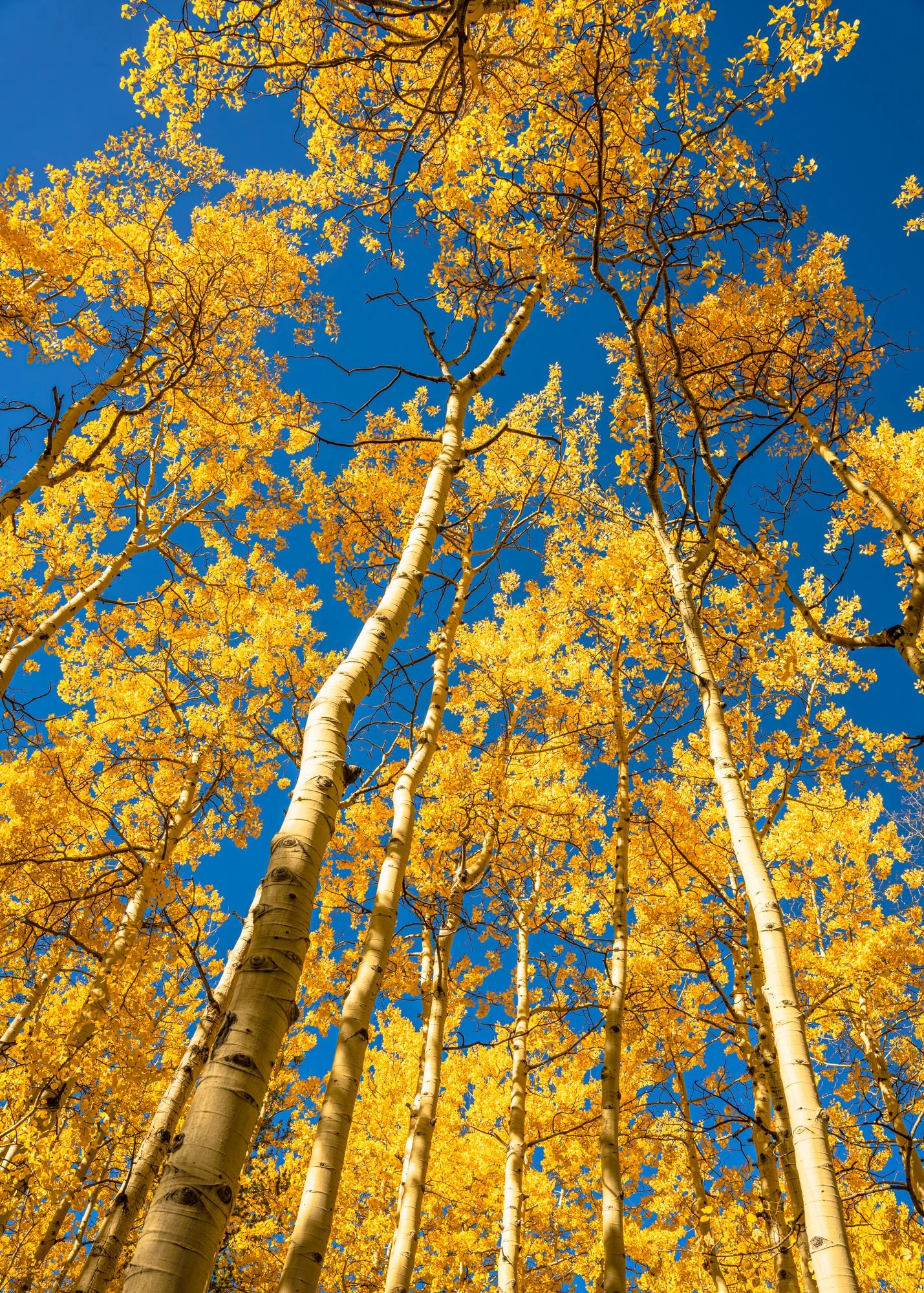Kenosha Pass Fall Foliage (53 of 64).jpg