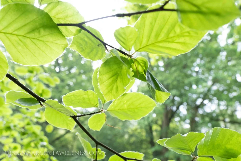 Nature Stimulus enhancing the Birth Experience