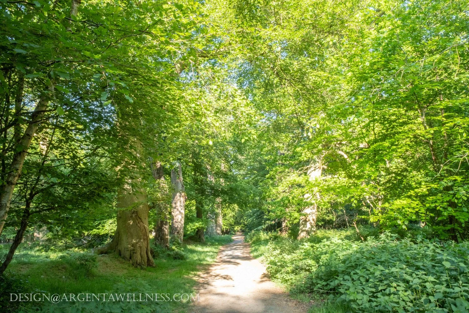You can buy this print too. Have a look through our catalogue online to enjoy a leisurely walk outside.