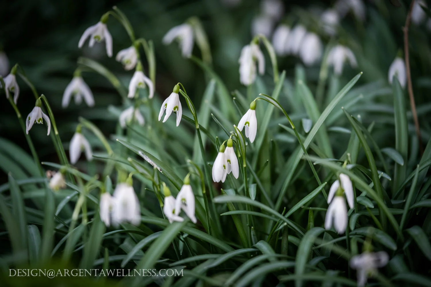 Biophilic Design – A practical way to restore our equilibrium