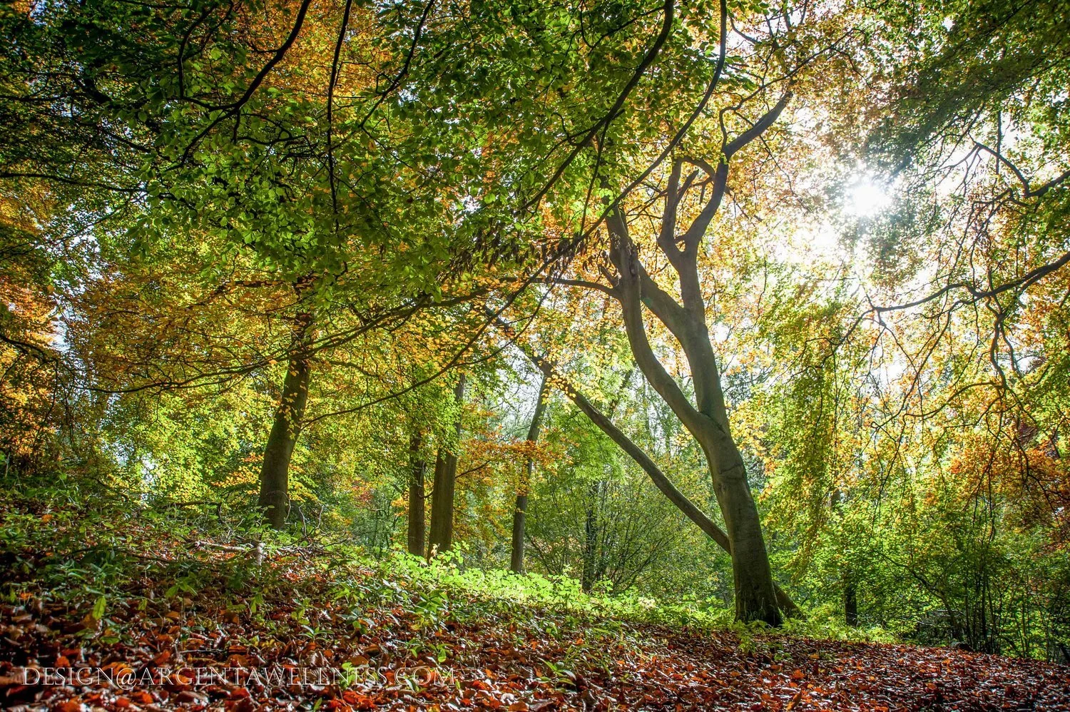 Golden+Pathway+Argenta+Wellness+TREES-101.jpg