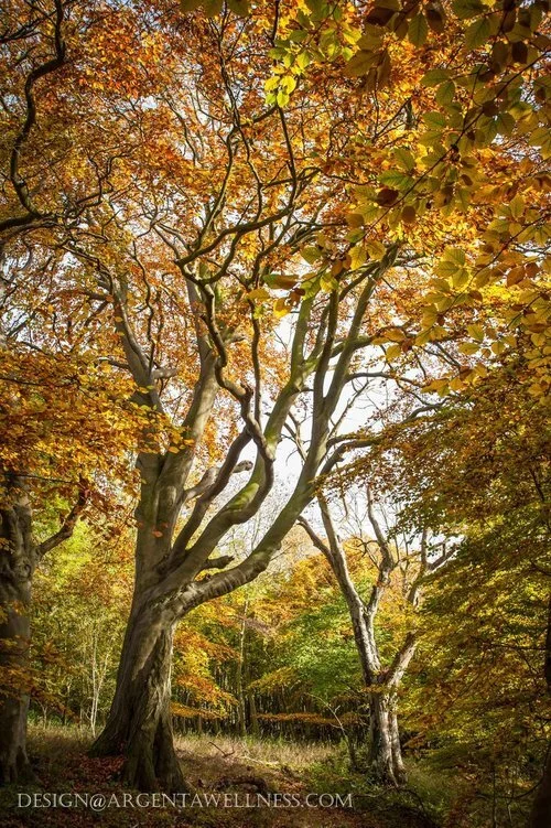 Feel+the+fire+of+the+sun+Argenta+wellness++TREES-133.jpg