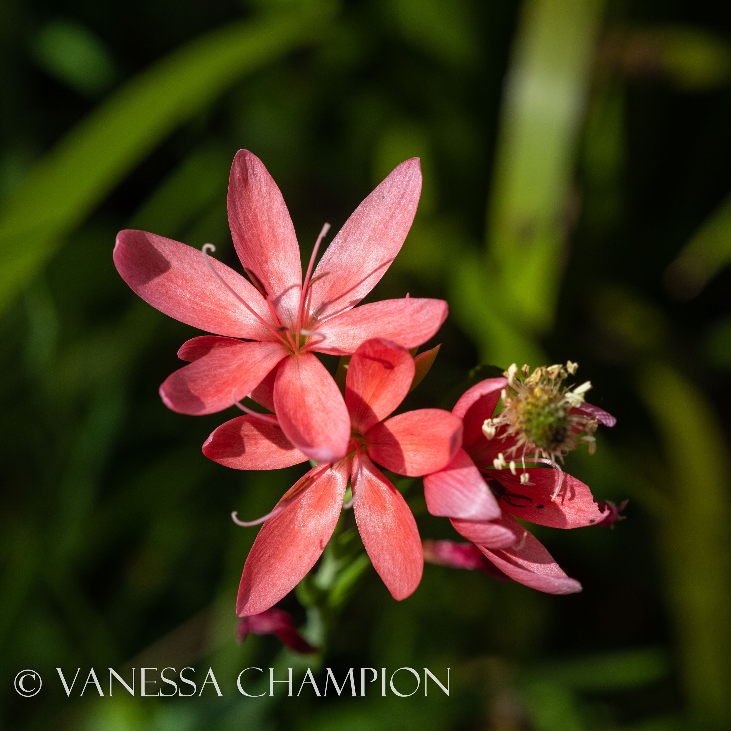 Eden Project Natures Texture photo Vanessa Champion for Argenta Wellness-51.jpg