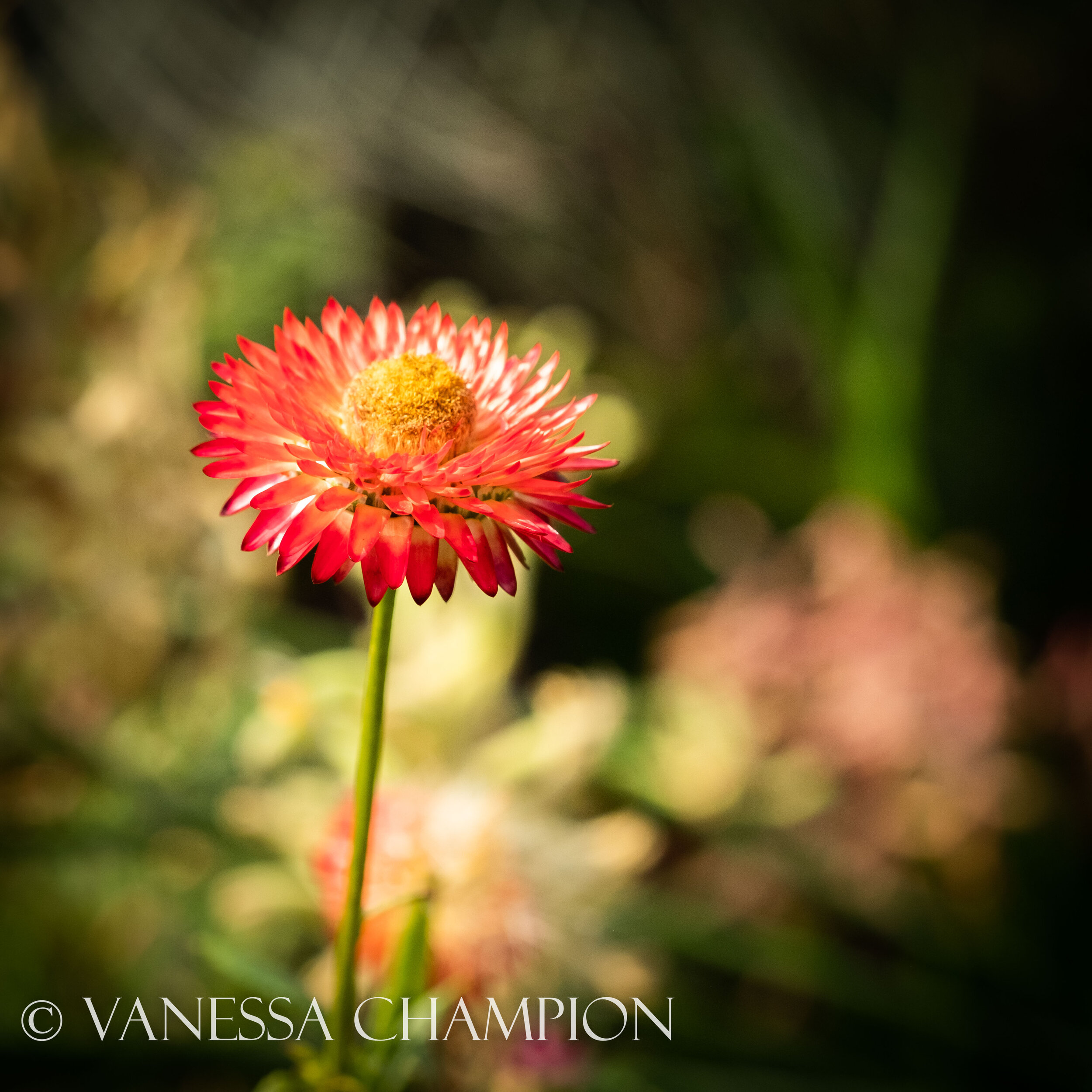 Eden Project Natures Texture photo Vanessa Champion for Argenta Wellness-206.jpg