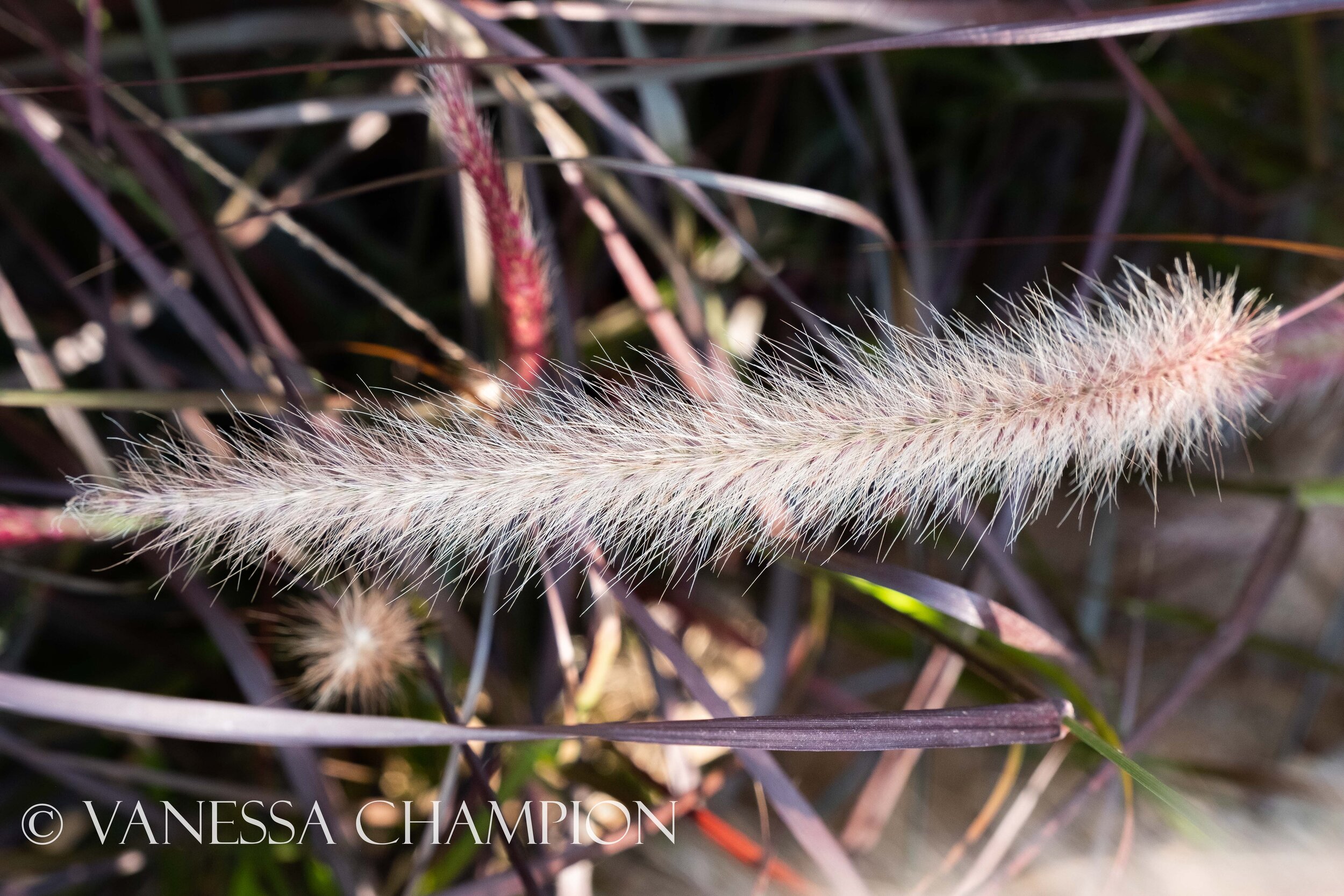 Eden Project Natures Texture photo Vanessa Champion for Argenta Wellness-216.jpg