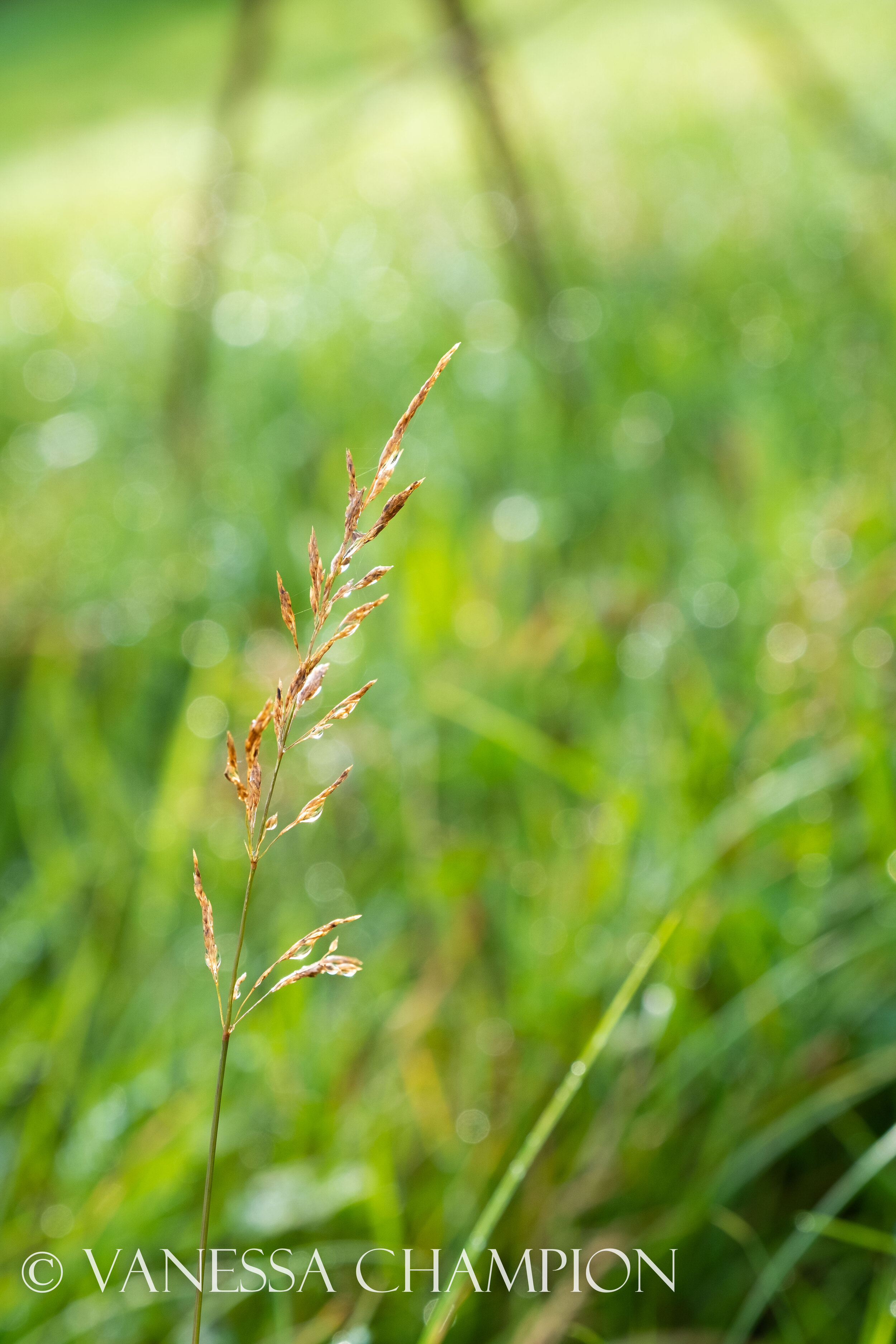 Eden Project Natures Texture photo Vanessa Champion for Argenta Wellness-33.jpg