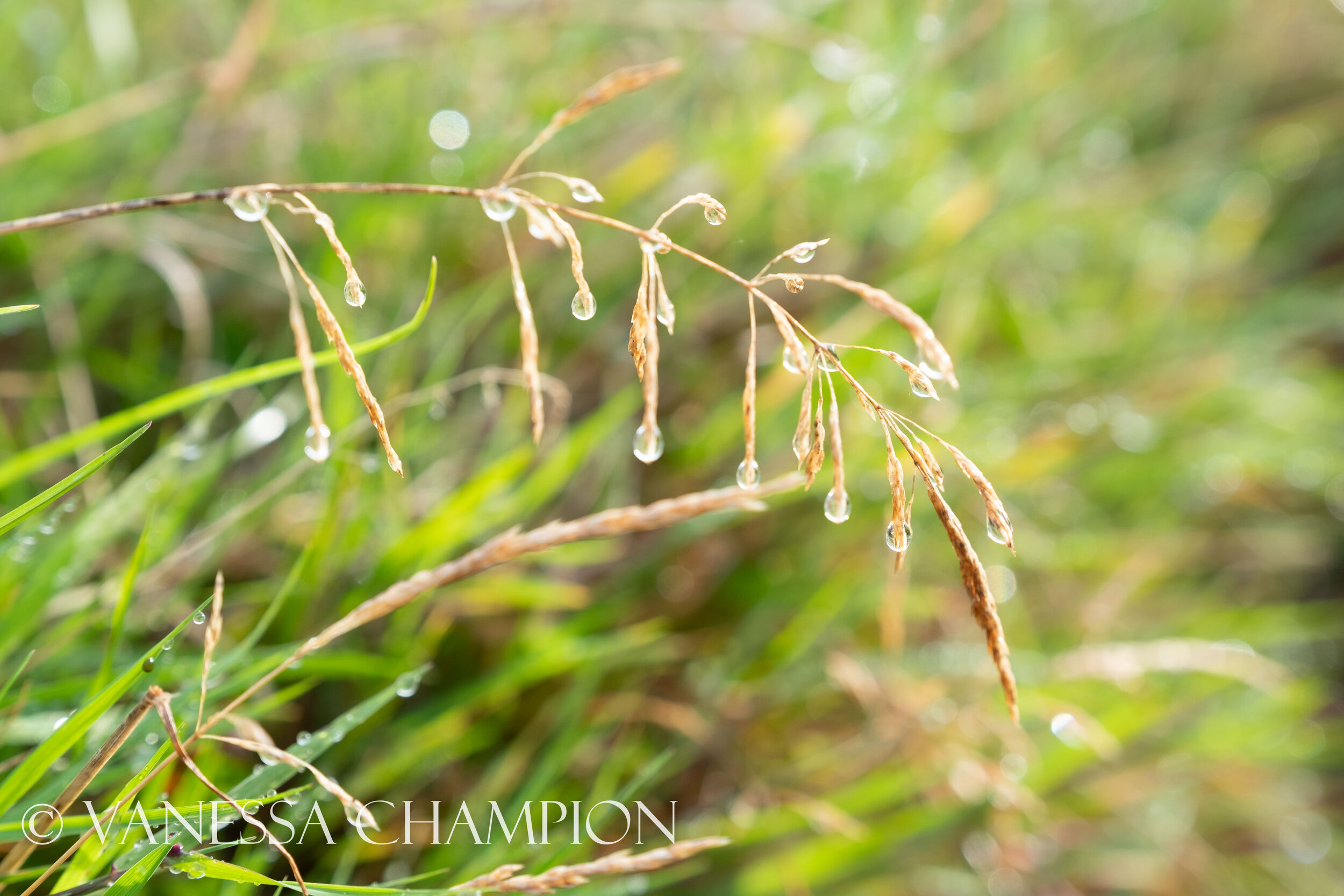 Eden Project Natures Texture photo Vanessa Champion for Argenta Wellness-25.jpg