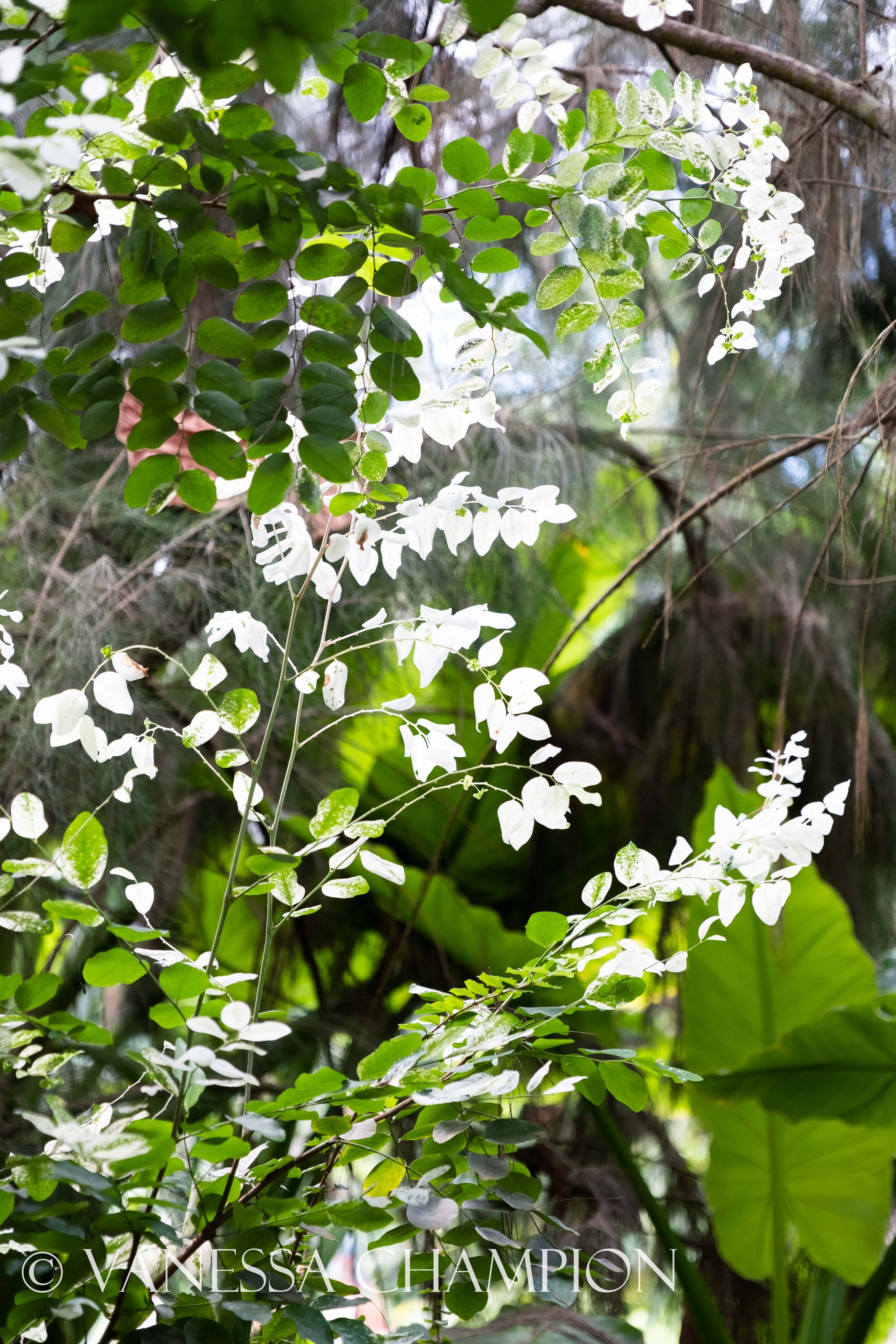 Eden Project Natures Texture photo Vanessa Champion for Argenta Wellness-160.jpg