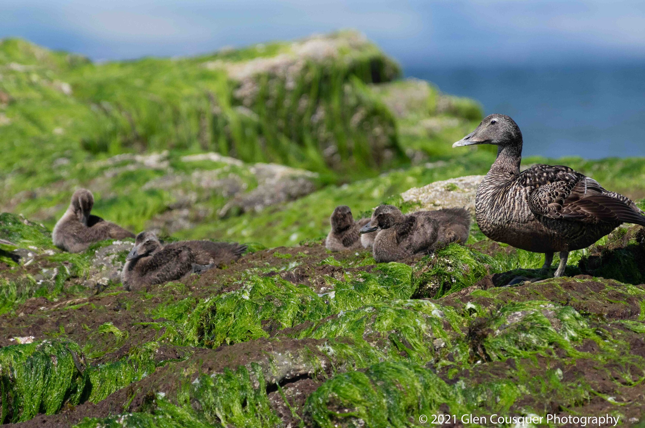Eider and young creched on weed covered rocks with copyright.jpg