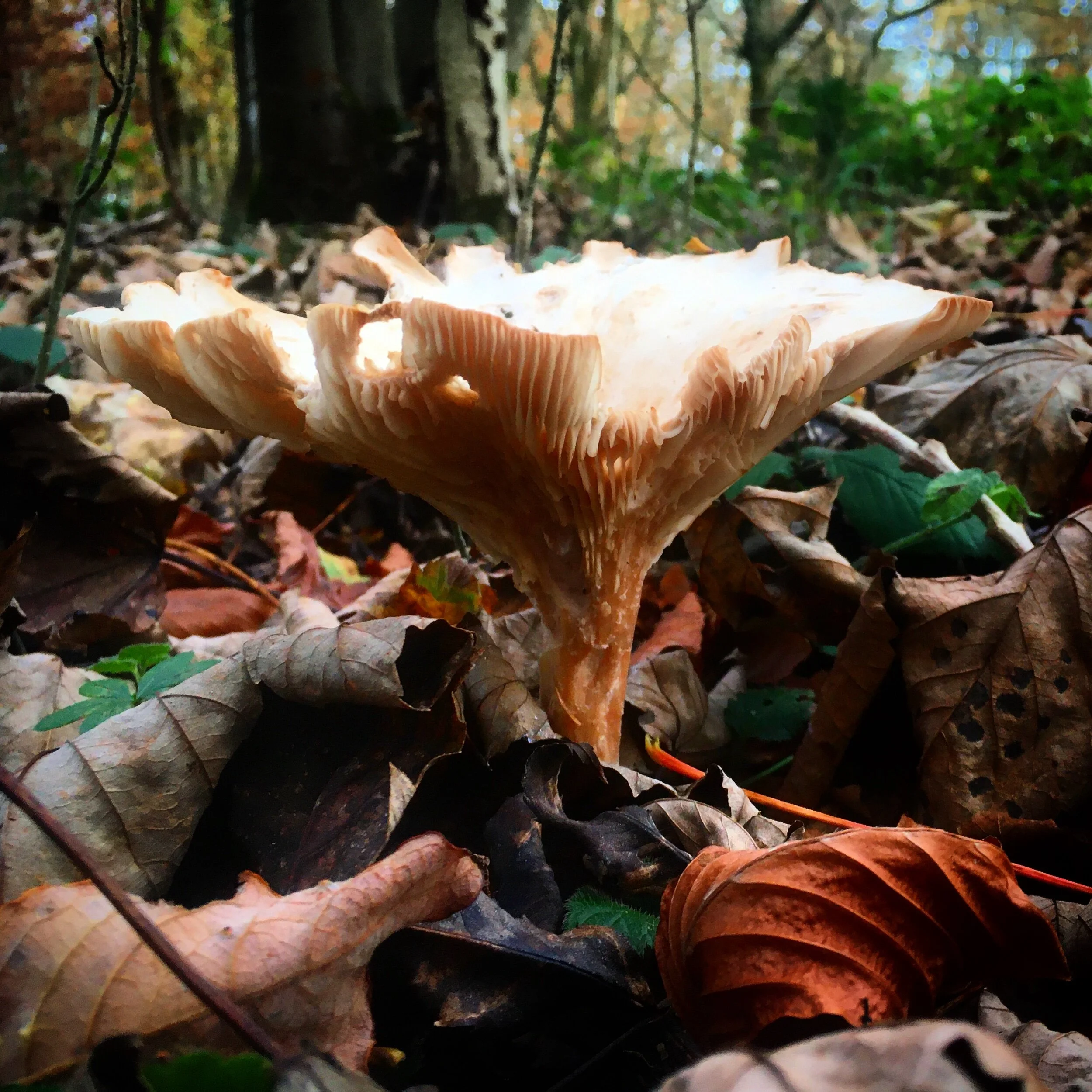 827A1C7E-EB85-43A0-83FE-EDB983CDCF0F