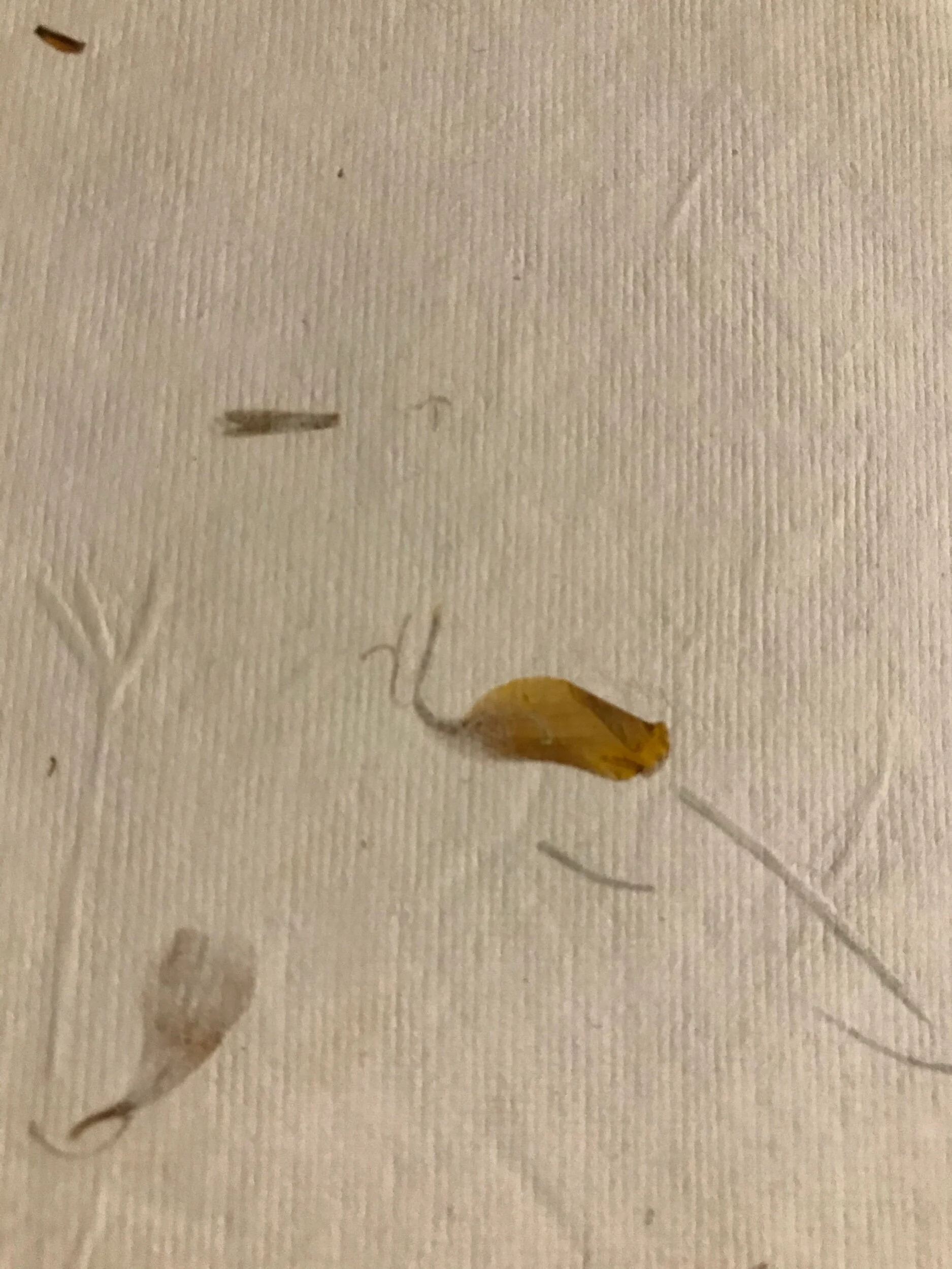 C60A75B4-9E8C-46AE-A630-75F2700F734C