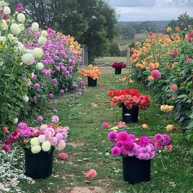 I just sent a little welcome email to those who requested to be on our dahlia tuber sale list.
If you would like to receive it and haven&rsquo;t, please send me a message with your email address.
Please note- Australia only and I am unable to send to