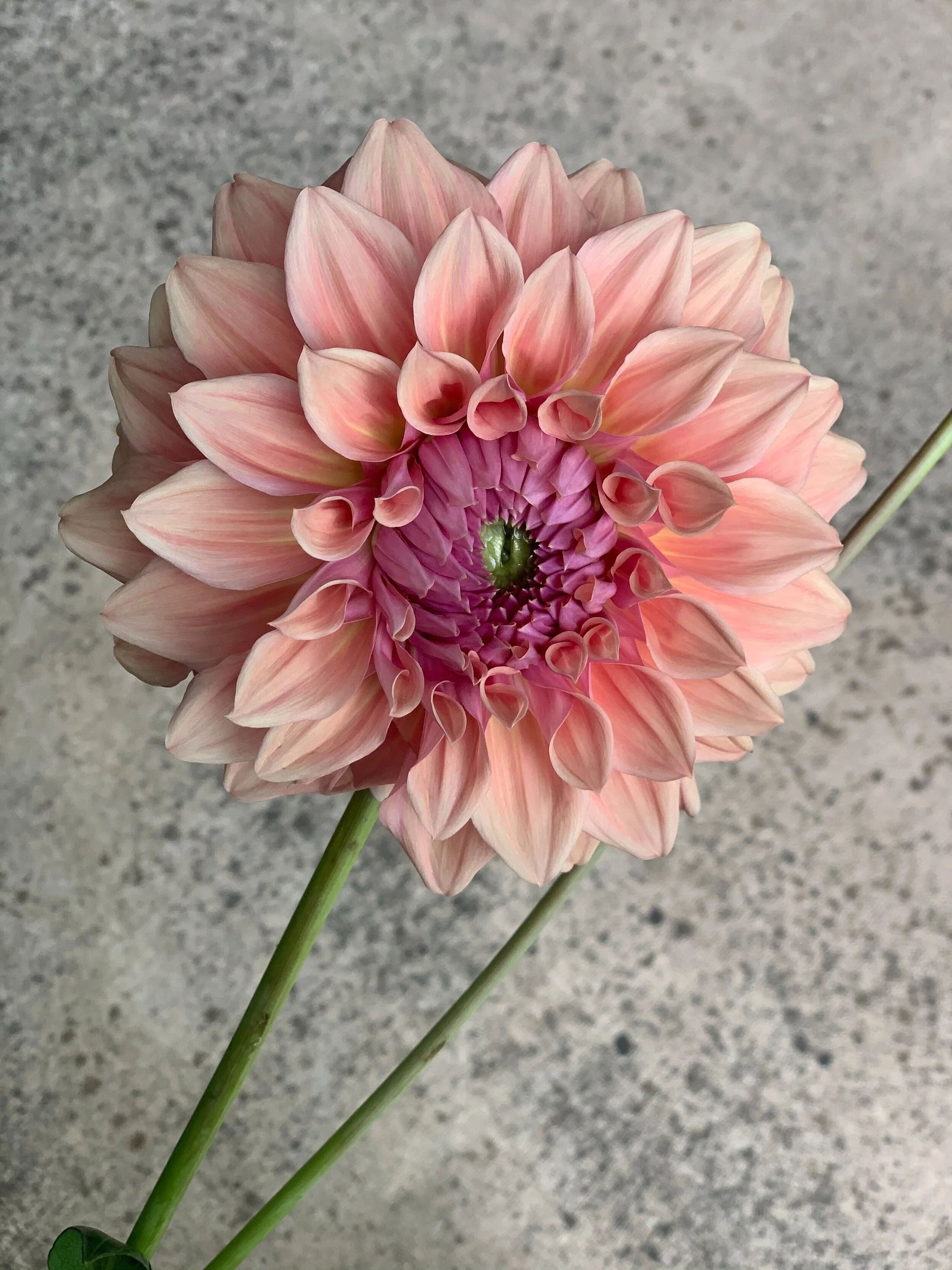 westcoast dahlia