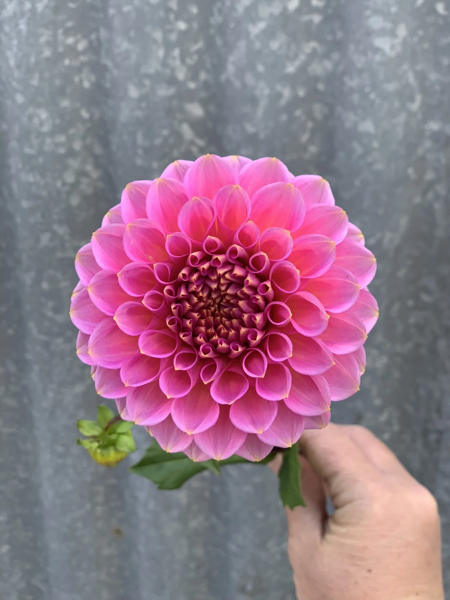 Jennys Treasure.jpeg