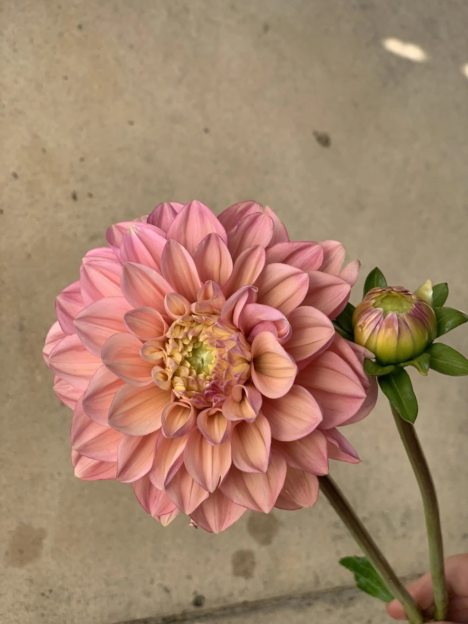 florelie kindness.jpeg