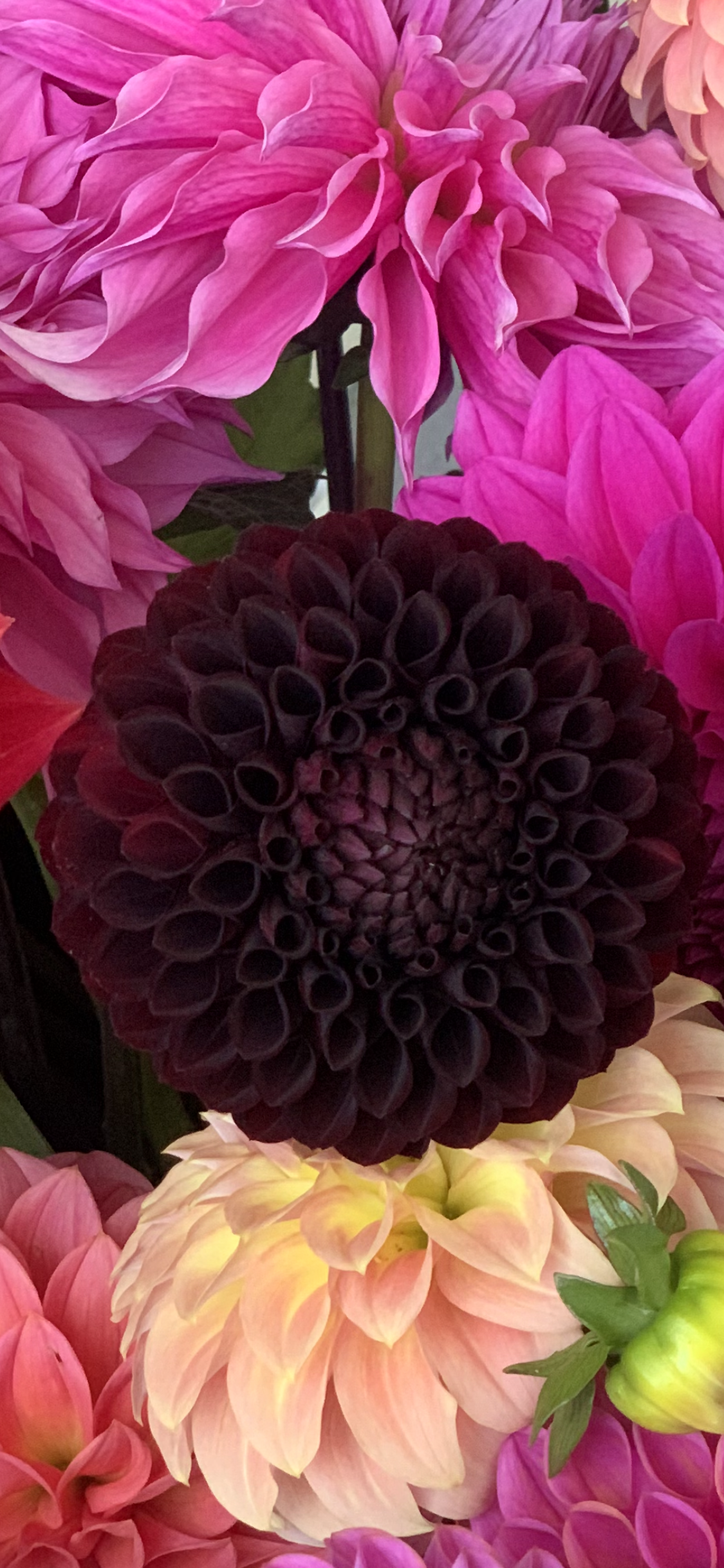 Florelie Mighnight.PNG