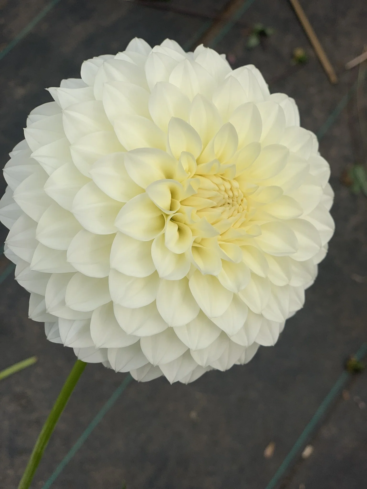 Boundary snowflake dahlia