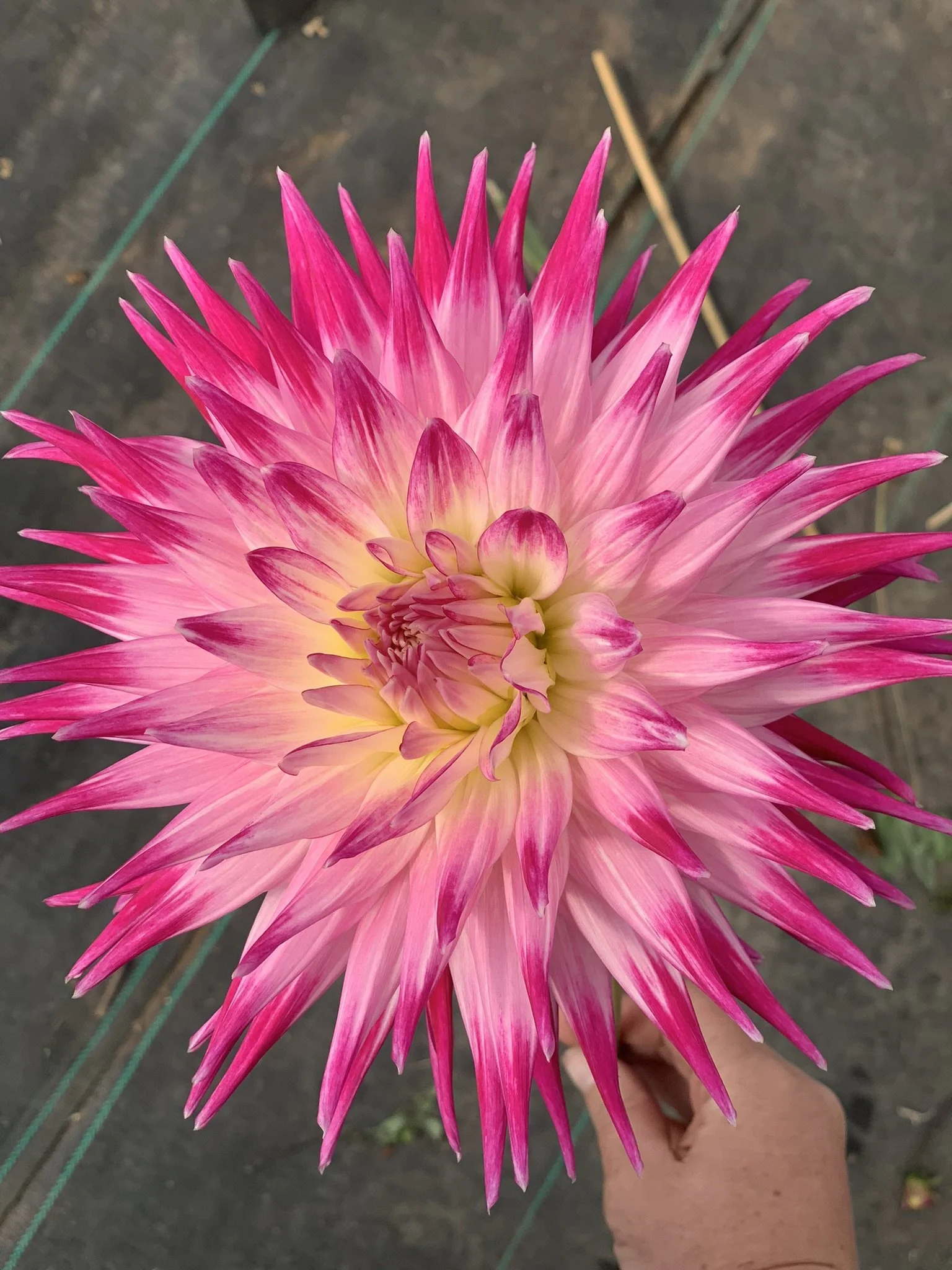winkie carnival dahlia