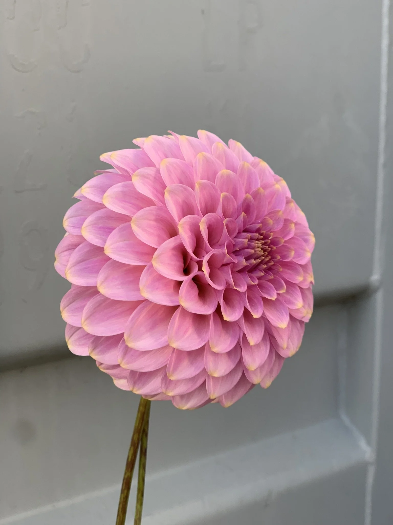 Florelie Oracle (2).JPEG