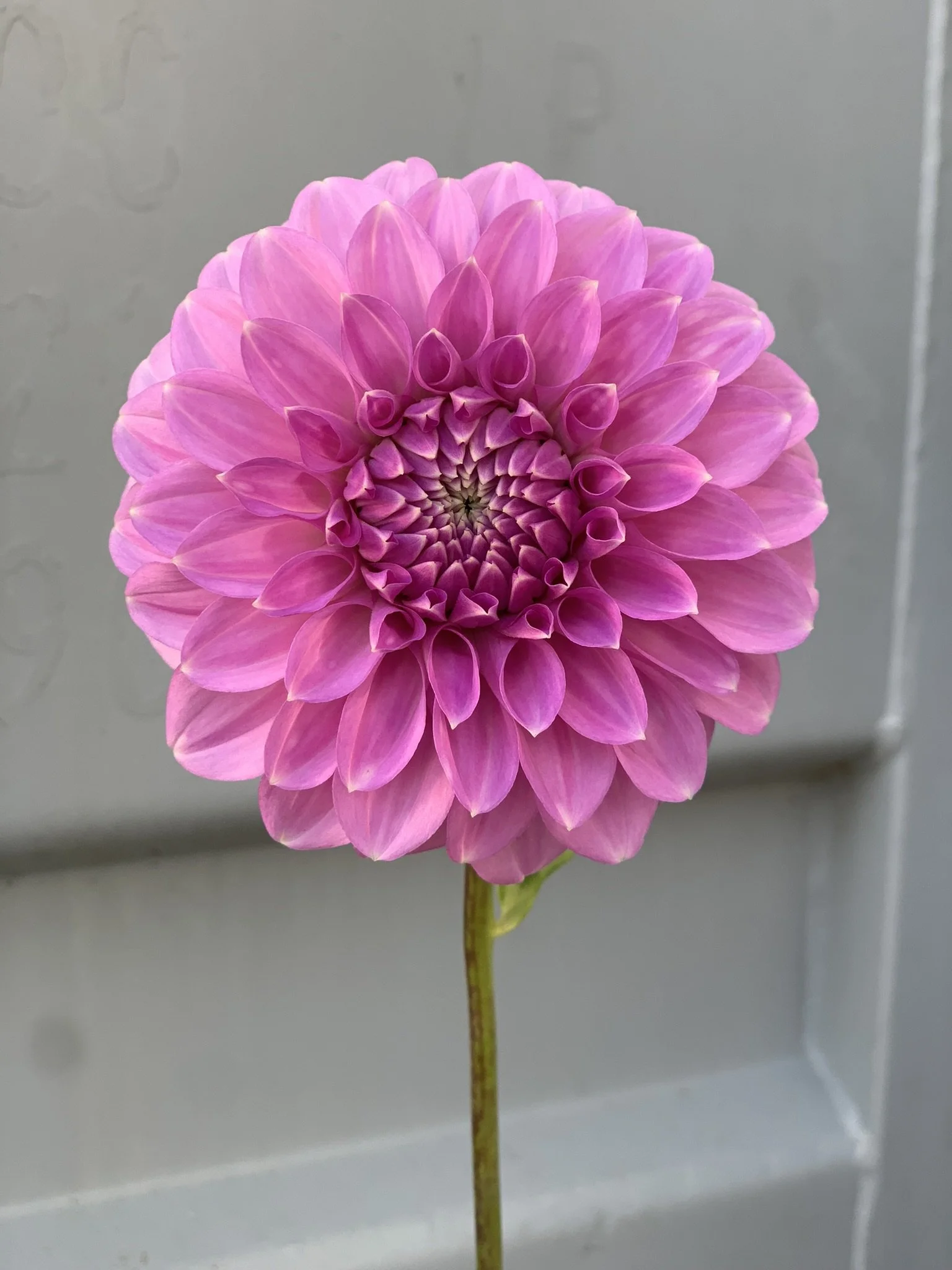 Coorabell Zoe23.JPEG