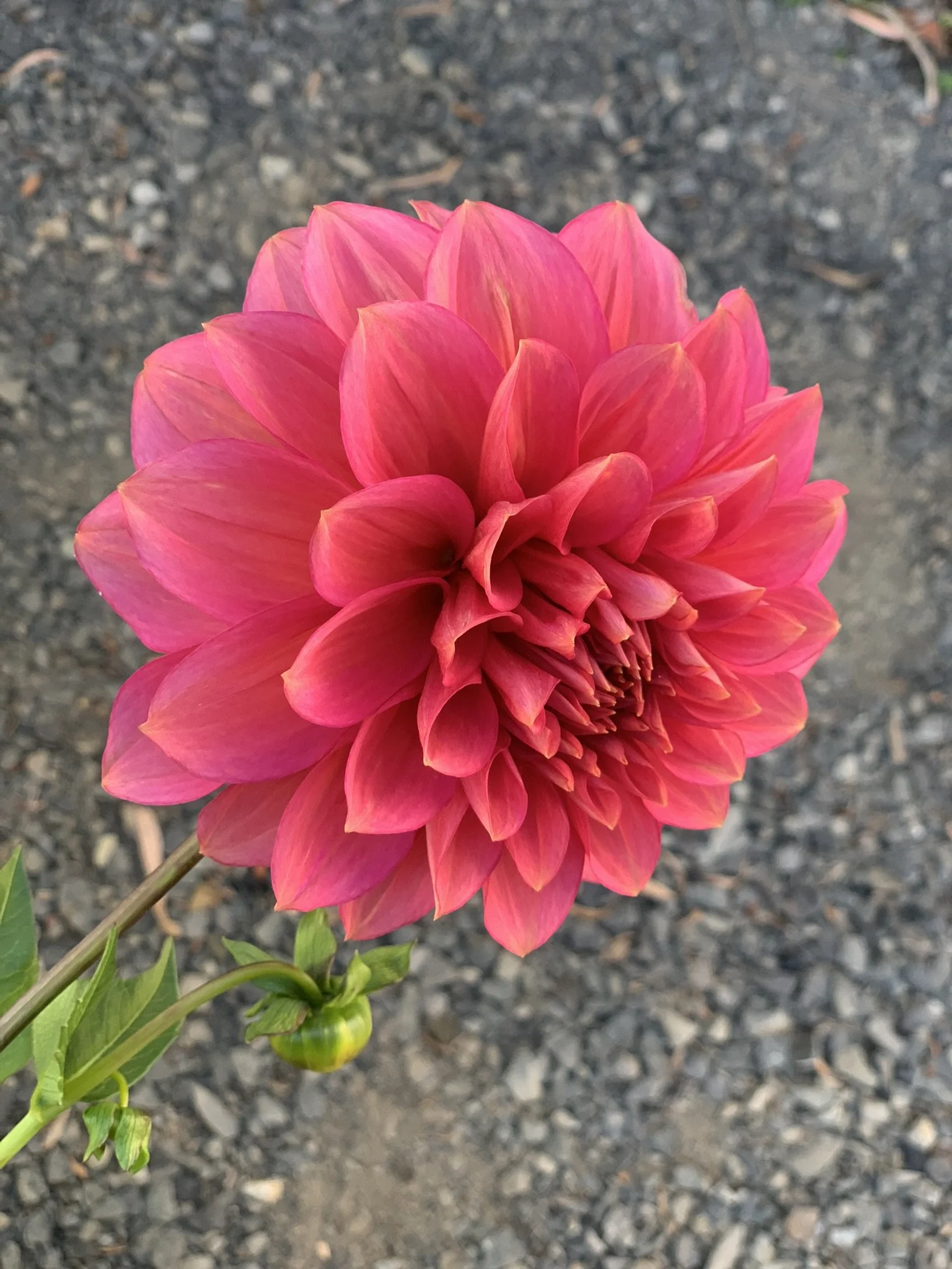 Florelie Guava (2).JPEG