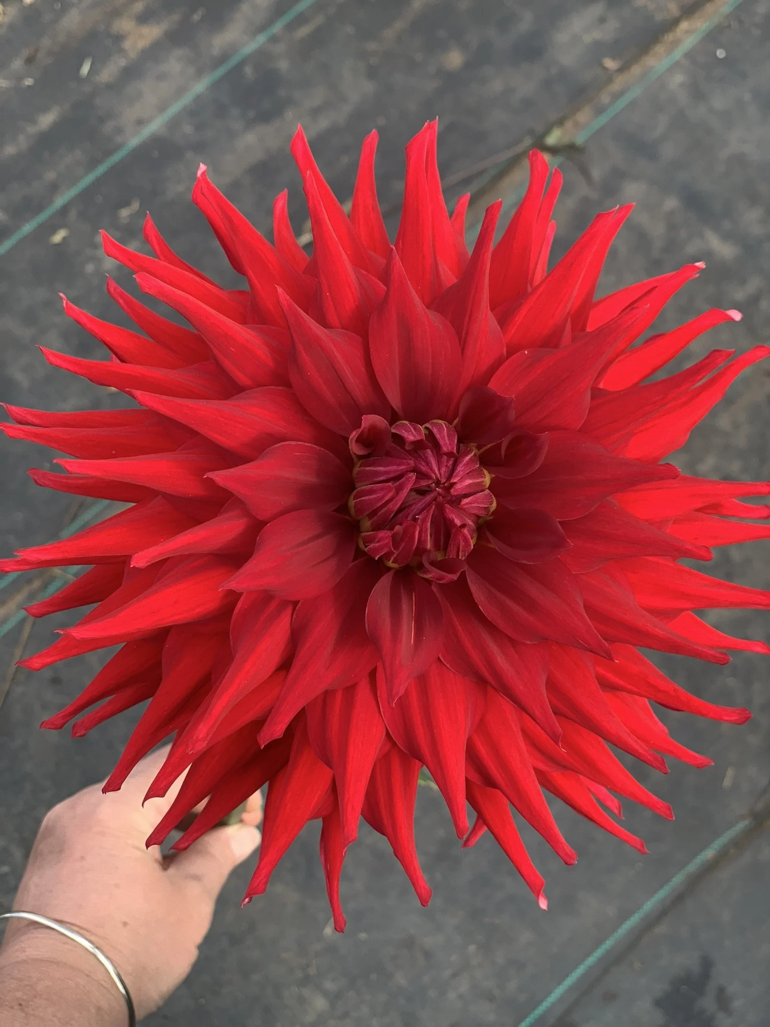 Hillcrest Duncan Edwards.JPEG