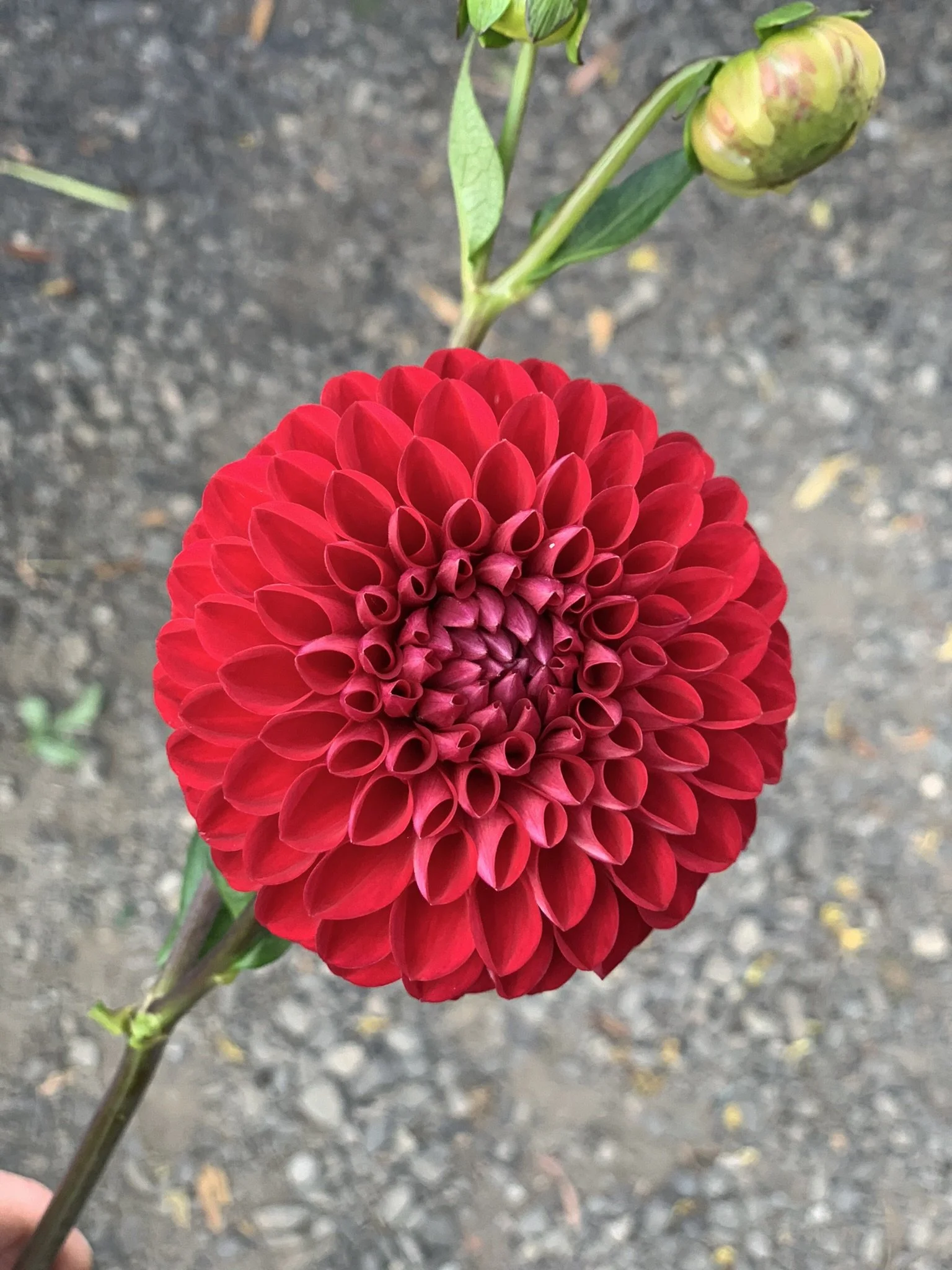 Florelie Rosetta (2).JPEG