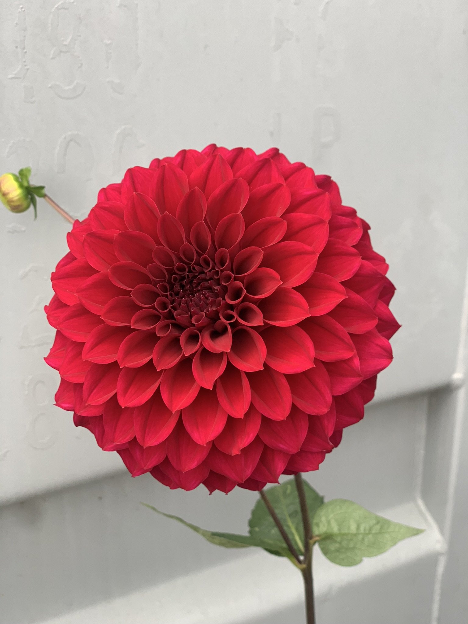 Winkie Director.jpeg