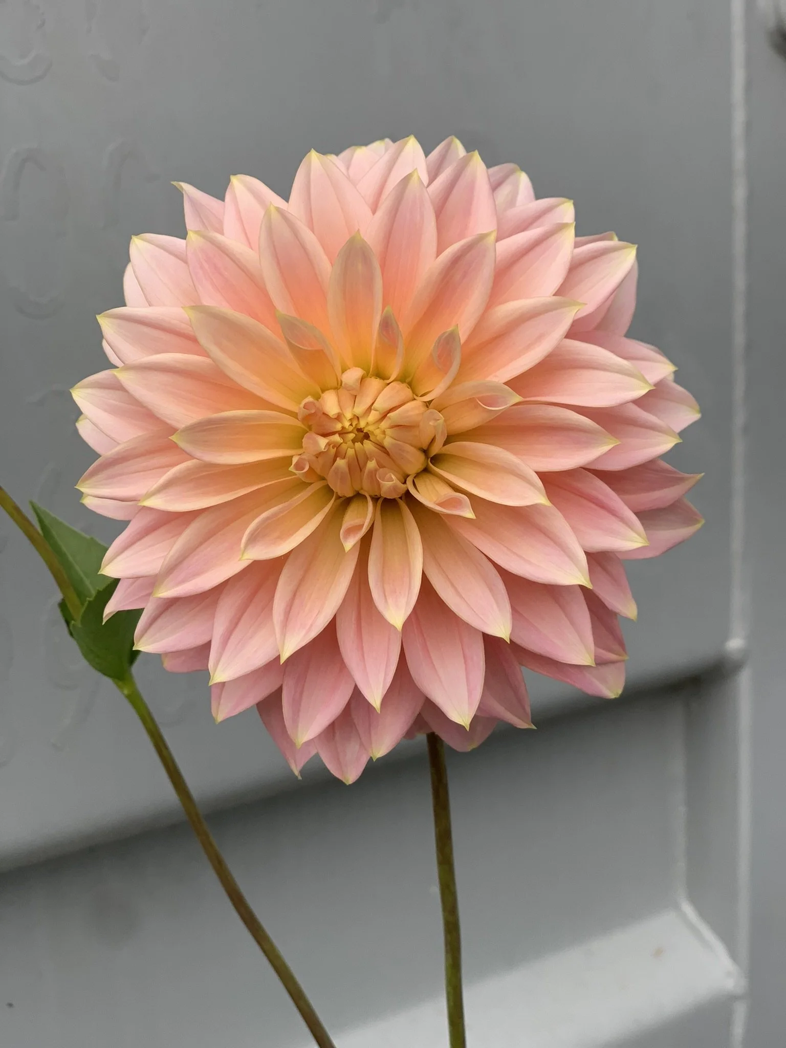 Cliffs salmon 2 (2).JPEG