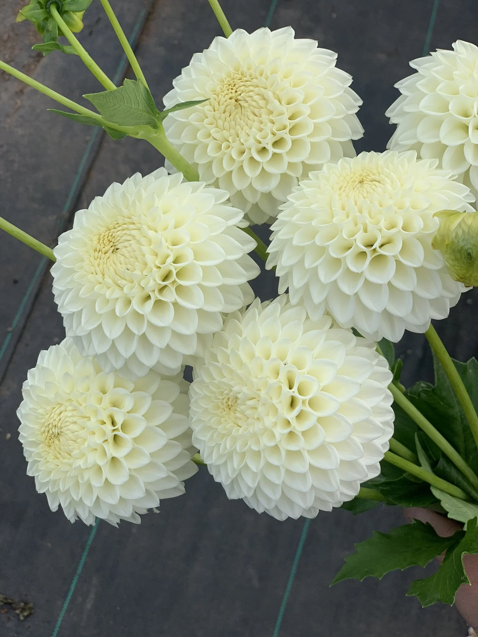 Ryecroft Jan (1).JPEG