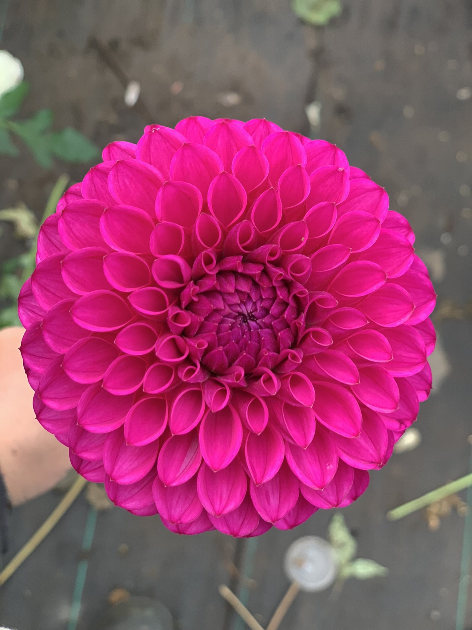 Camerons Jomanda.jpeg