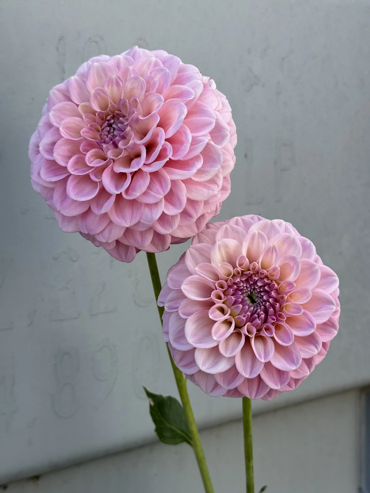 Boundary Samantha.JPEG