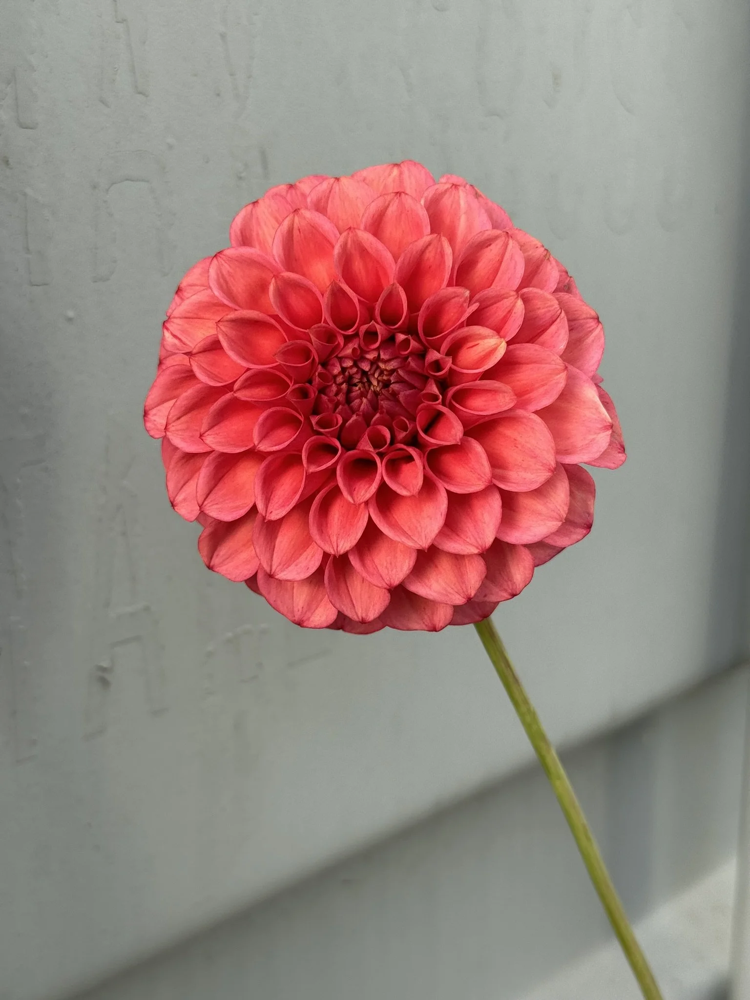 Devon Opaline (1).JPEG